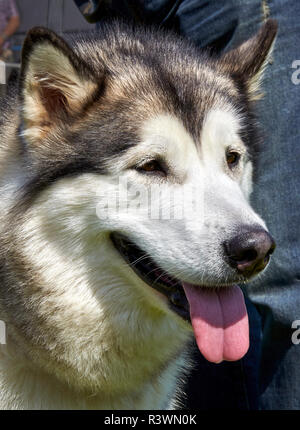 Porträt eines Alaskan Malamute Hund mit dem Mund leicht öffnen und die Zunge heraus Stockfoto