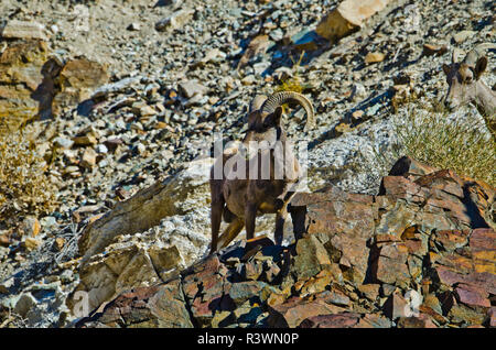 USA, Kalifornien, Death Valley National Park Warm Springs Canyon, Wüste Bighornschafe Stockfoto