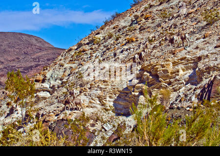 USA, Kalifornien, Death Valley National Park Warm Springs Canyon, Wüste Bighornschafe Stockfoto