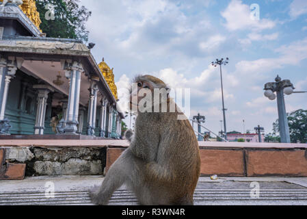 Wilde Affen in der Nähe der Batu Höhlen in Kuala Lumpur Stockfoto