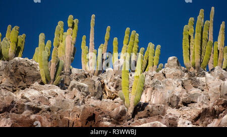 Baja, Isla Santa Catalina, Golf von Kalifornien, Mexiko. Cardon Kakteen an einem Hang. Stockfoto