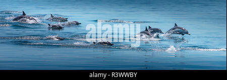 Baja, Meer von Cortez, Golf von Kalifornien, Mexiko. Viele lange-beaked common Delphine springen aus dem Ozean. Stockfoto