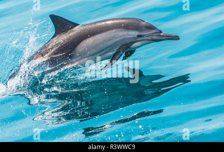 Baja, Meer von Cortez, UNESCO-Welterbe, "Aquarium der Welt "Lange beaked Common dolphin verletzen. Stockfoto