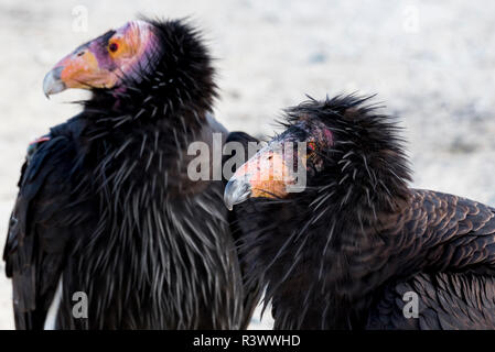 Baja California, Mexiko. Kalifornien Kondor (Gymnogyps Californianus) in freier Wildbahn. Stockfoto