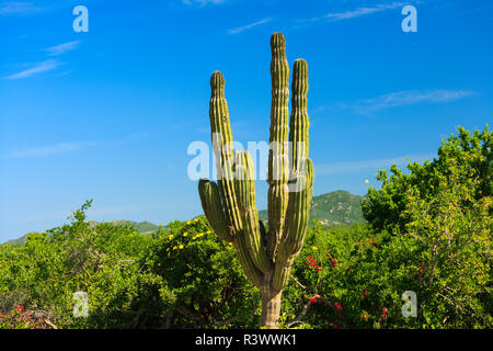 Desert Bloom nach dem Winter regnet, in der Nähe von Cabo San Lucas, Baja California, Mexiko. Cardon Kaktus (Pachycereus pringlei). Stockfoto