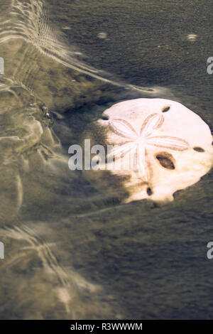 Sand Dollar. Isla Magdalena. Baja California, Meer von Cortez, Mexiko. Stockfoto