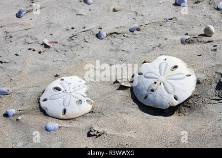 Sand Dollar. Isla Magdalena. Baja California, Meer von Cortez, Mexiko. Stockfoto