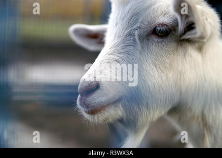 Süße junge gesprenkelte Ziege in Stift hinter Zaun auf Bauernhof Stockfoto