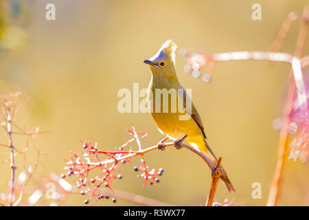 Mittelamerika, Costa Rica. Frau lange seidige tailed-Fliegenfänger. Credit: Fred Herr/Jaynes Galerie/DanitaDelimont.com Stockfoto