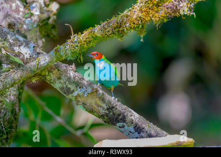 Mittelamerika, Costa Rica. Männliche Bay - vorangegangen Tanager im Baum. Credit: Fred Herr/Jaynes Galerie/DanitaDelimont.com Stockfoto