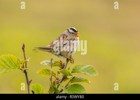 USA, Alaska, Nome. Weiß - gekrönte Spatz singen. Stockfoto