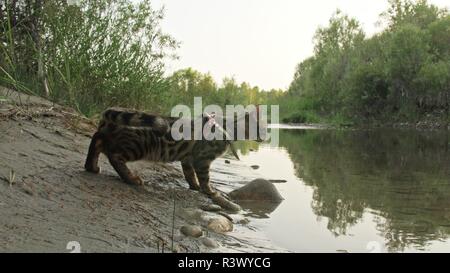 Ein cat Bengal Spaziergänge auf dem grünen Rasen. Bengalen kitty lernt entlang in den Wald zu gehen. Asian Leopard Cat versucht, im Gras zu verstecken. Reed häuslich Stockfoto
