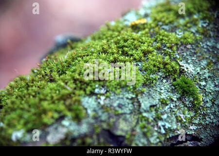 Bright Green Moss Hintergrund strukturierte in der Natur. Natürliche Moos auf den Steinen im Winter Wald Moos bedeckt. Schöne Moos und Flechten bedeckte Stein. Stockfoto