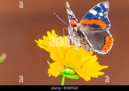 bunte Schmetterling Stockfoto