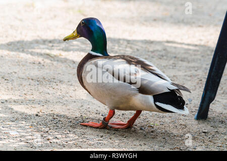 Männliche Wildente Stockfoto