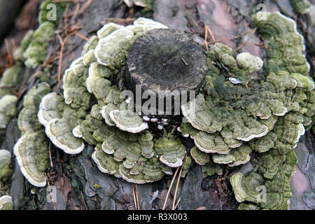 Trocken Trametes hirsuta Behaarte Halterung Pilz auf faulen Birkenstamm Stockfoto