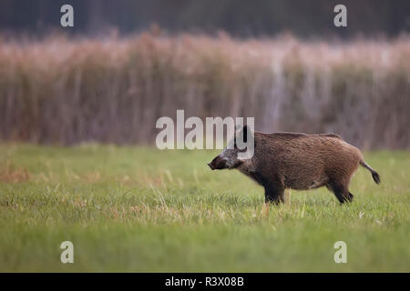 Wildschwein auf einer Lichtung Stockfoto