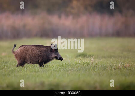 Wildschwein auf einer Lichtung Stockfoto