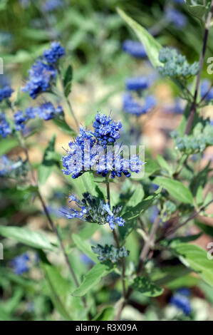 Bartblume, Caryopteris x clandonensis Stockfoto