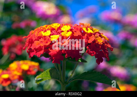 , Wandelroeschen Lantana camara, Wandelrosen Stockfoto