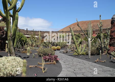 Der Jardin de Cactus Stockfoto