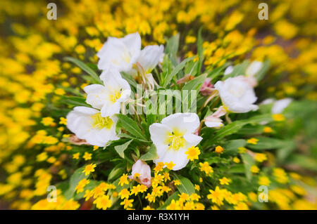 Nachtkerzenöl (Oenothera californica) und Goldfields (Lasthenia californica), San Luis Obispo County, Kalifornien, USA Stockfoto