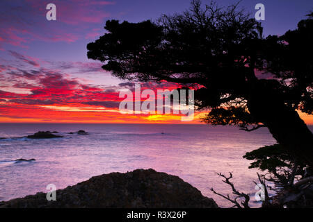 Zypresse (Cupressus macrcarpa) bei Sonnenuntergang, Point Lobos State Reserve, Carmel, Kalifornien, USA Stockfoto