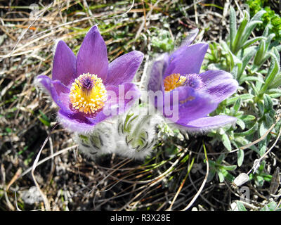 Butiful pasque - Blume violette Blume blühen auf dem Boden im Frühjahr closeup Stockfoto