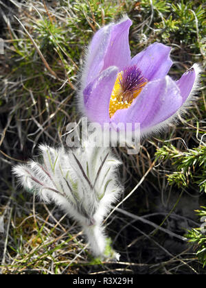 Butiful pasque - Blume violette Blume blühen auf dem Boden im Frühjahr closeup Stockfoto