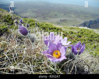 Pasque - Blume violette Blume blühen auf dem Berghang im Frühjahr Nahaufnahme. Stockfoto