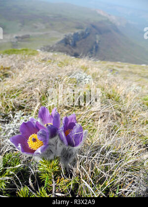 Pasque - Blume violette Blume blühen auf dem Berghang im Frühjahr Nahaufnahme. Stockfoto