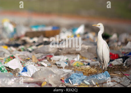 Kuhreiher (Bubulcus ibis) auf der Suche nach Nahrung in den Papierkorb. Stockfoto