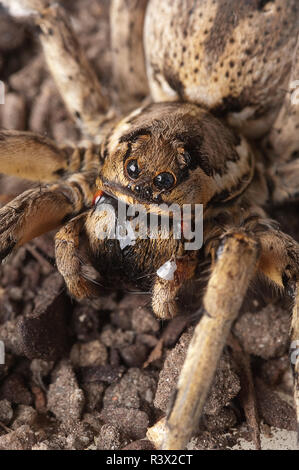 Closeup wolf spider Arten, Lycosa tarantula Stockfoto