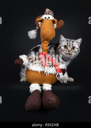 Süße kleine schwarz silber gestromt Britisch Kurzhaar Katze Kätzchen hinter Rentier Weihnachten Spielzeug sitzen, von der Kamera mit weit geöffneten Augen. Isoliert Stockfoto