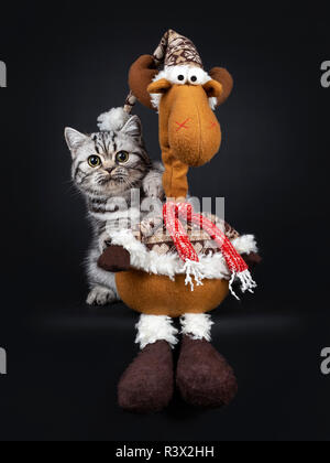 Süße kleine schwarz silber gestromt Britisch Kurzhaar Katze Kätzchen hinter Rentier Weihnachten Spielzeug, an Kamera mit weit geöffneten Augen. Isoliert Stockfoto