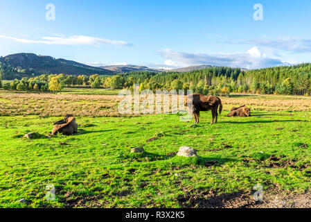 Eine Packung Wisente und großen Schottischen Hochland im freien Hintergrund in einer schönen sonnigen Tag, Highland Wildlife Safari Park Stockfoto