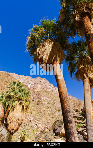 Kalifornien Ventilator Palmen in Borrego Palm Canyon, Anza-Borrego Desert State Park, Kalifornien, USA Stockfoto