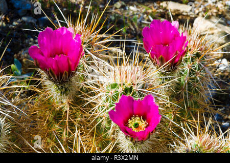 Engelmann Hedgehog Cactus (echinocereus Engelmannii) in voller Blüte in der Pflaume Canyon, Anza-Borrego Desert State Park, Kalifornien, USA Stockfoto