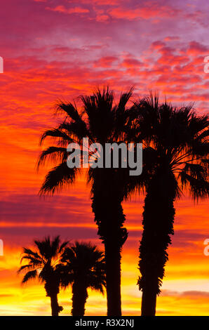 Silhouette Palmen gegen Wolken bei Sonnenaufgang, Anza-Borrego Desert State Park, Kalifornien, USA Stockfoto