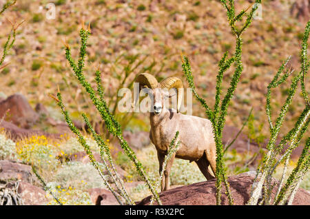 Peninsular Bighorn Schafe (Ovis canadensis cremnobates), Anza-Borrego Desert State Park, Kalifornien, USA Stockfoto