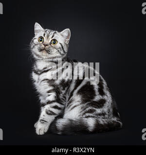Süße kleine schwarz silber gestromt Britisch Kurzhaar Katze Kätzchen sitzt seitlich, oben Kamera mit weit geöffneten Augen. Auf schwarz Isoliert backgrou Stockfoto