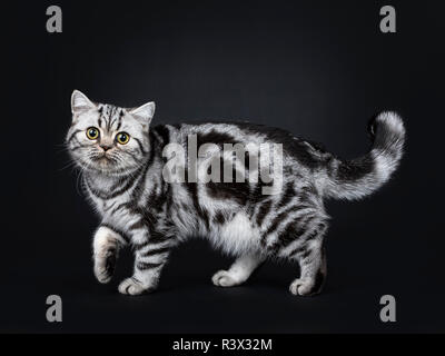 Süße kleine schwarz silber gestromt Britisch Kurzhaar Katze Kätzchen Stehen/Gehen mit der einen Pfote, bei Linse mit weit geöffneten Augen. Isoliert auf b Stockfoto