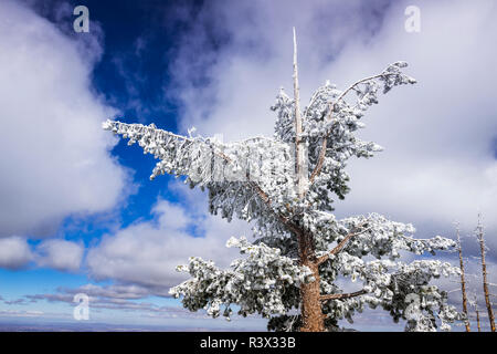 Rime Eis auf Pine Tree, San Bernardino National Forest, Kalifornien, USA Stockfoto