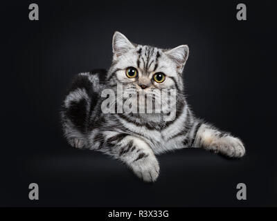 Süße kleine schwarz silber gestromt Britisch Kurzhaar Katze Kätzchen zur Festlegung, unschuldigen neben Kamera mit weit geöffneten Augen. Auf Rückseite schwarz Isoliert Stockfoto
