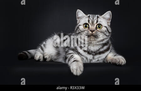 Süße kleine schwarz silber gestromt Britisch Kurzhaar Katze Kätzchen zur Festlegung Seite Möglichkeiten, unschuldigen neben Kamera mit weit geöffneten Augen. Isoliert auf Stockfoto