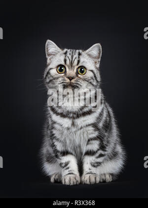 Süße kleine schwarz silber gestromt Britisch Kurzhaar Katze Kätzchen saß gerade nach oben, unschuldigen neben Kamera mit weit geöffneten Augen. Bei bl Isoliert Stockfoto