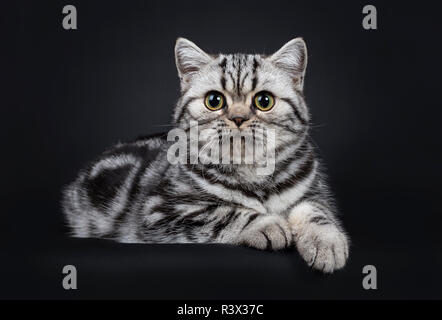 Süße kleine schwarz silber gestromt Britisch Kurzhaar Katze Kätzchen zur Festlegung, an der Linse mit weit geöffneten Augen. Auf schwarzem Hintergrund isoliert. Stockfoto