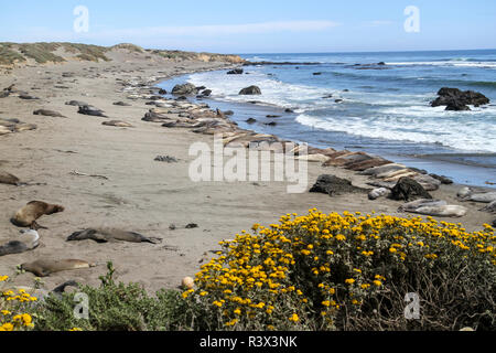 Piedras Blancas Elefant Robbekolonie, San Simeon, San Luis Obispo County, Kalifornien, USA. Stockfoto