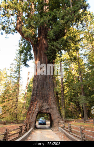 Kronleuchter Baum, ein coast Redwood Tree in Leggett, Kalifornien. Stockfoto