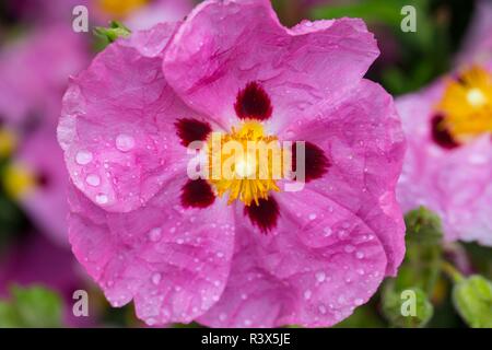 Nahaufnahme einer rosa Mohn wth Regentropfen Stockfoto